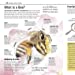 Load image into Gallery viewer, The Bee Book- Adult