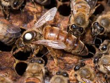 Load image into Gallery viewer, White Queen Marking Pen