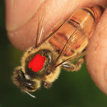 Load image into Gallery viewer, Red Queen Marking Pen