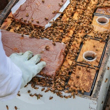 Load image into Gallery viewer, Ultra Bee Plus Patties with Natural Pollen CTN/ 40 Patties
