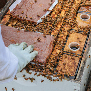 Ultra Bee Plus Patties with Natural Pollen CTN/ 40 Patties