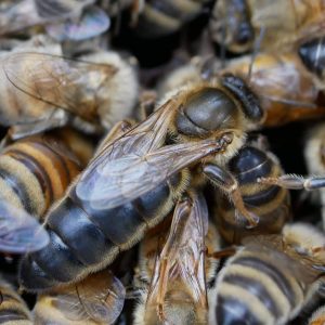 Caucasian Mated Queen