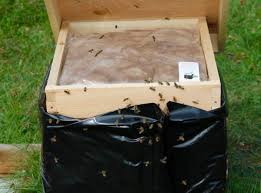 Bee Cozy Inner Cover Pad