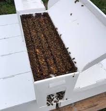 5 Frame Italian Nuc