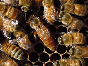 Italian Mated Queen