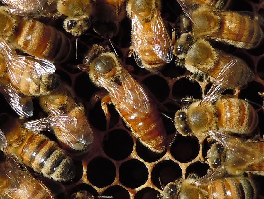 Italian Mated Queen