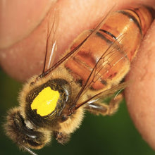 Load image into Gallery viewer, Yellow Queen Marking Pen
